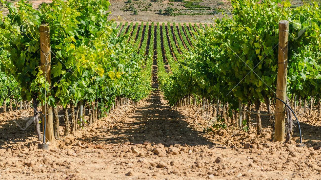 CASTILLA Y LEÓN - TURISMO ENOLÓGICO EN RIBERA DEL DUERO